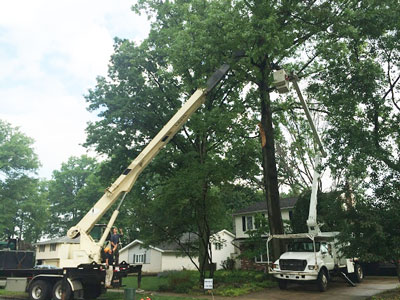 Tree Services in Cleveland Ohio