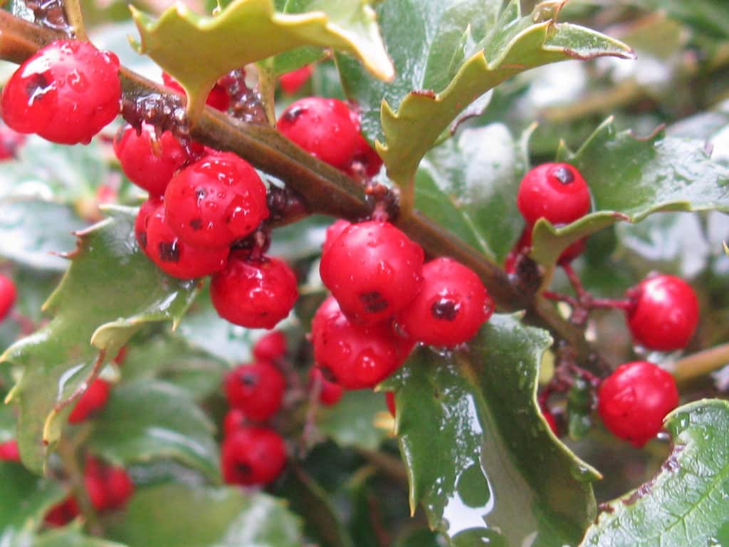 Winter Plants