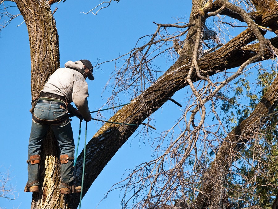 When to Call a Tree Trimming Professional