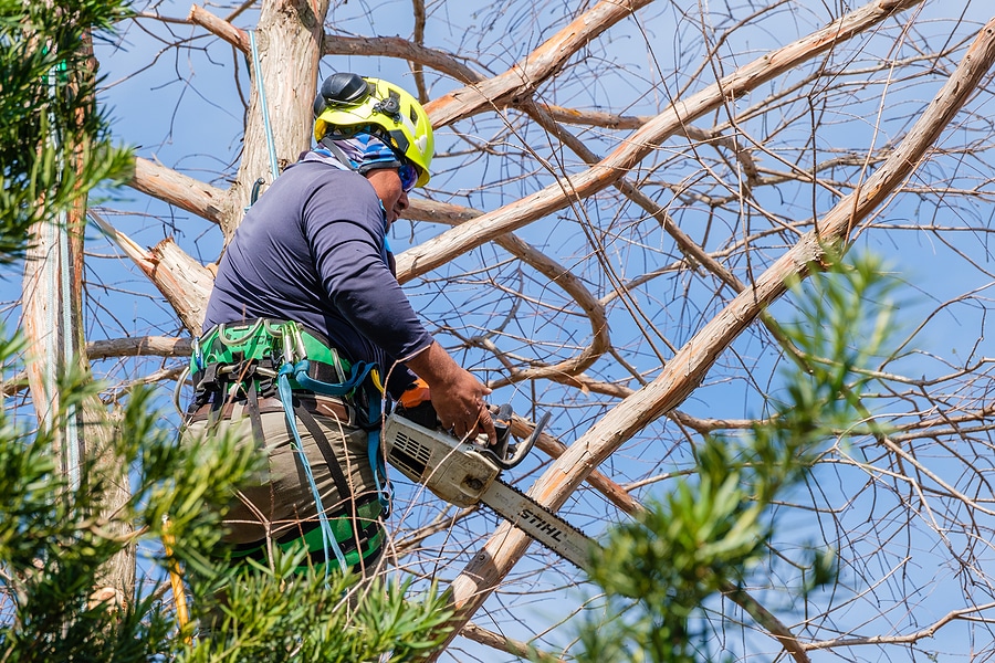 3 Signs Your Tree Needs Trimmed | Professional Tree Service