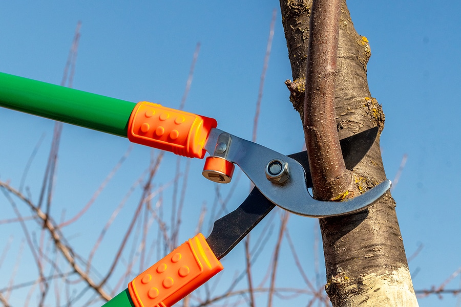 3 Tree Trimming Mistakes to Avoid