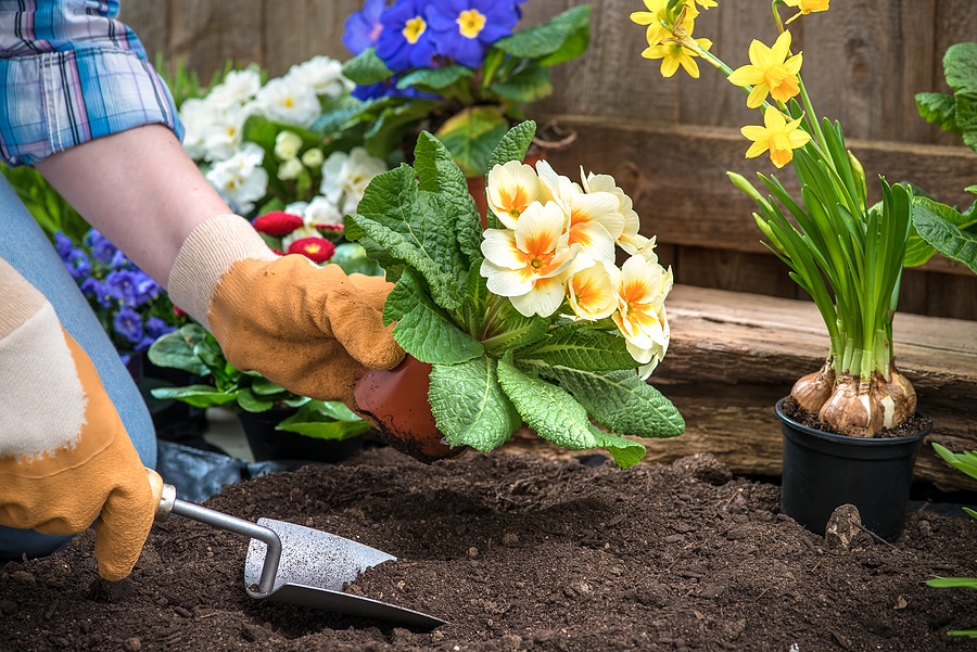 Low-Maintenance Landscaping Made Easy